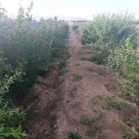 زمین-باغی-مناسب-ویلاسازی-فرصت-سرمایه-گذاری