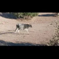 گاو|حیوانات مزرعه|ثلاث باباجانی, |دیوار