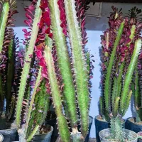 افوربیا فقط ۱۹۵ ت