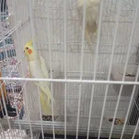 عروس پاریس|پرنده|کارون, |دیوار