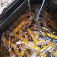 ریسه نوری کار کرده حدودا ۵۰تا ۶۰متر|ریسه و چراغ تزئینی|شیراز, لشکری‎|دیوار