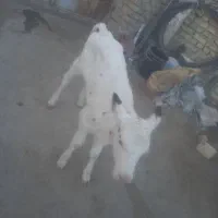 گوساله شیری ماده درجه یک