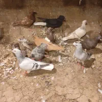 چندتا کبوتر رنکی