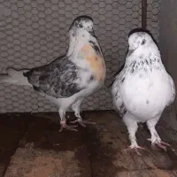 کبوتر پرشی ....|پرنده|فریدون‌کنار, |دیوار