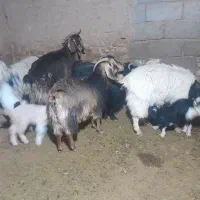 بز فروشی زیرکوه