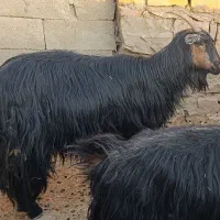 یه راس بز جوون و چاق به فروش میرسد