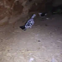 کبوتر|پرنده|دهدشت, |دیوار