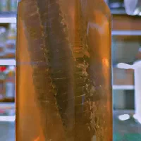 عسل پرورشی  کنار درجه یک