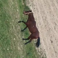 اسب|اسب و تجهیزات اسب‌سواری|گنبد کاووس, |دیوار