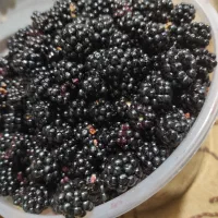 تمشک تازه چین