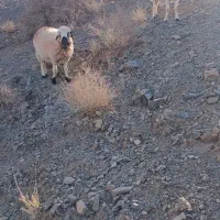 میش.داشتی.گله.گرد|حیوانات مزرعه|سبزوار, قصبه شرقی|دیوار