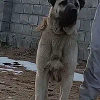 سگ نر|سگ|سیدآباد, |دیوار