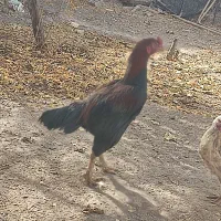 لاری|حیوانات مزرعه|راین, |دیوار