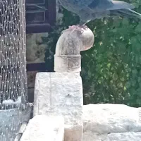 کبوتر|پرنده|زابل, |دیوار
