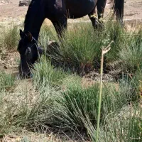 اسب.مادیون و کره اسب|اسب و تجهیزات اسبسواری|خرمآباد, |دیوار