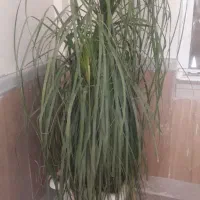 نگهداری گلهاشما