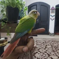طوطی|پرنده|مشهد, عسگریه|دیوار