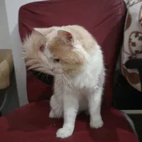 گربه نر آنکارا، ۲ ساله،  آماده واگذاری رایگان|گربه|سهند, |دیوار