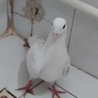 یک عد کبوتر