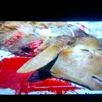 سلام قصاب سیار هستم