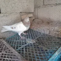 کبوتر فروشی هواگیری