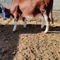 تلیسه مونت سیمینتال قرمز شرابی جنس|حیوانات مزرعه|گمیشان, |دیوار