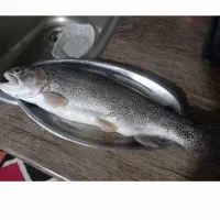 خدمات ماهیگیری|ماهیگیری|رشت, بازار|دیوار