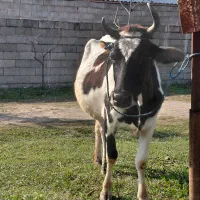 گاو جوان دورگ محلی ۸ ماه به بالا شکم|حیوانات مزرعه|ماکلوان, |دیوار