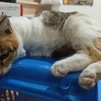 واگذاری گربه رایگان