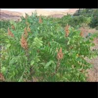 فروش سماق اصل و درجه یک با خوشه