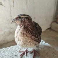 بلدرچین نر گوشتی و بالغ