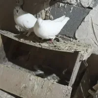 یه جفت کفتر نر و ماده|پرنده|کبودرآهنگ, |دیوار