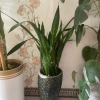 گل آپارتمانی گلدونی|گل و گیاه طبیعی|کرج, کمالشهر|دیوار