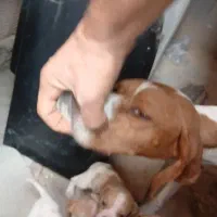 پوینتر انگلیس|سگ|گلی داغ, |دیوار