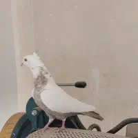 دم قهوه ای|پرنده|شیراز, شهرک مدرس|دیوار