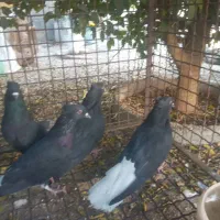 کبوتر سیاه دم سفید|پرنده|بهبهان, |دیوار