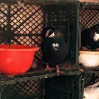 سه عدد ماده طوقی با یال افشون ماده