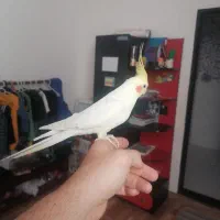 عروس هلندی سخنگو