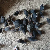 جوجه مرغ بلک