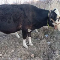 باسلام از برنامه دیوار