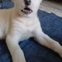 توله الابای روس