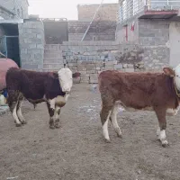 فروش گوساله