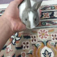 خرگوش زیبا|موش و خرگوش|سبزوار, توحیدشهر|دیوار