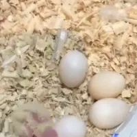 تخم عروس هلندی