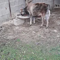 گوساله نرچالوسی|حیوانات مزرعه|گوراب زرمیخ, |دیوار