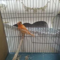 قناری رد فکتور