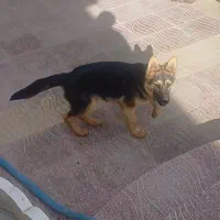 سگ ژرمن شولاین کلاس a