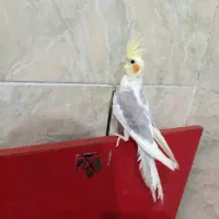 فروش فوری