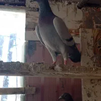 کبوتر سبز|پرنده|درمیان, |دیوار