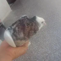 دو جفت کبوتر طوقی